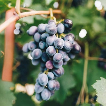 Case Vacanza Podere Risoino Poggibonsi Εξωτερικό φωτογραφία