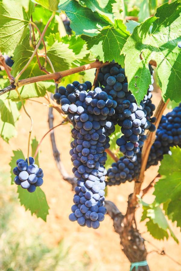Case Vacanza Podere Risoino Poggibonsi Εξωτερικό φωτογραφία