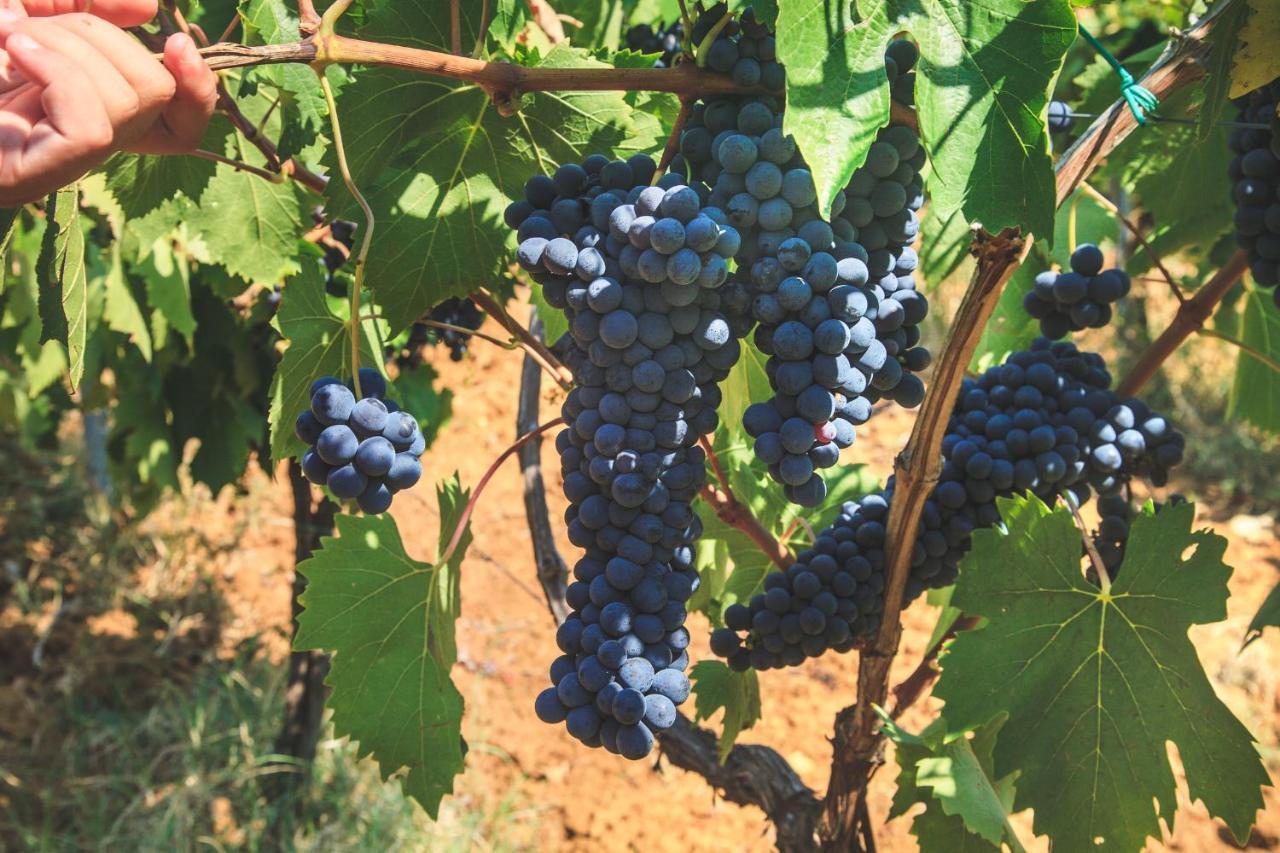 Case Vacanza Podere Risoino Poggibonsi Εξωτερικό φωτογραφία